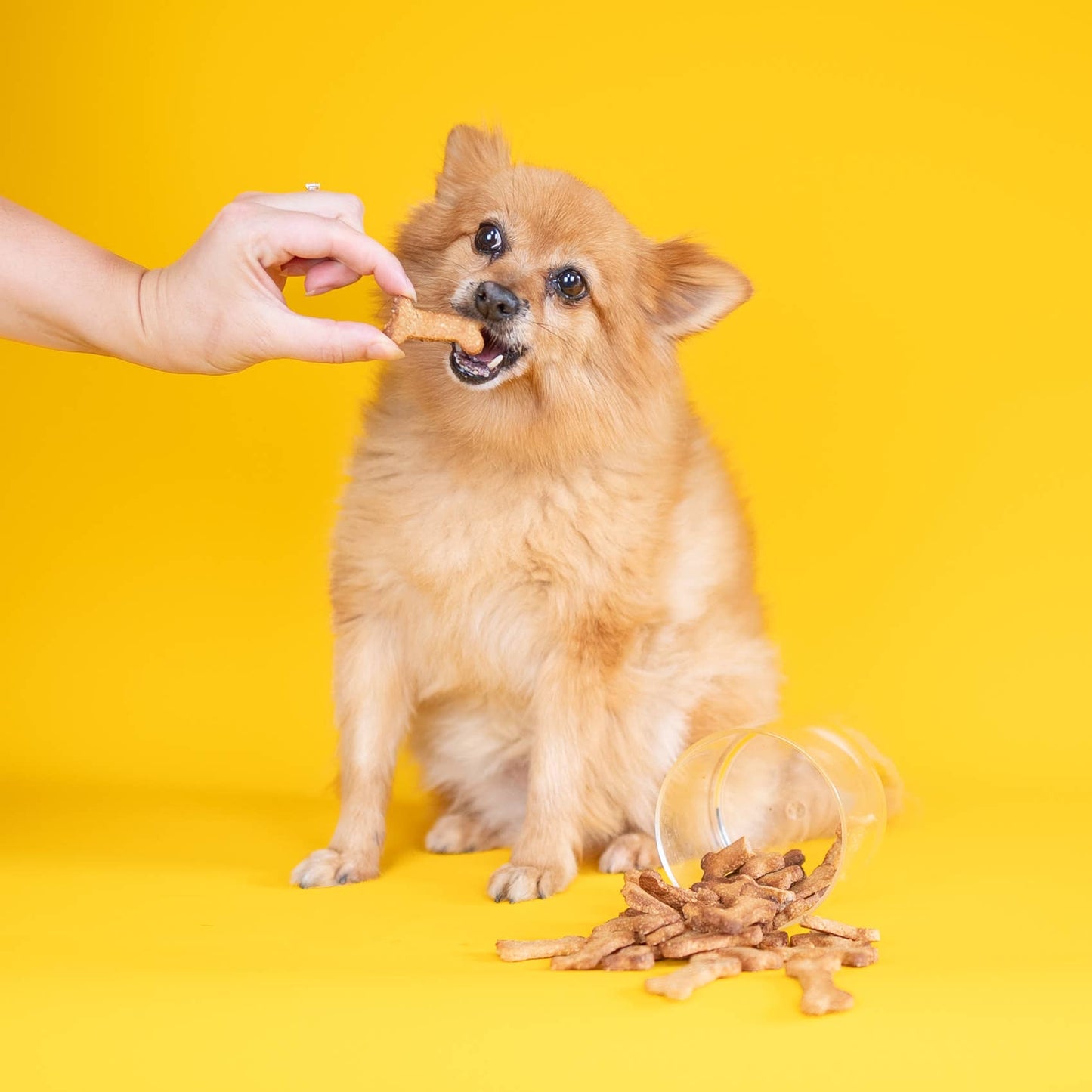Make-Your-Own Dog Treats: Cinnamon Apple & Peanut Flavour