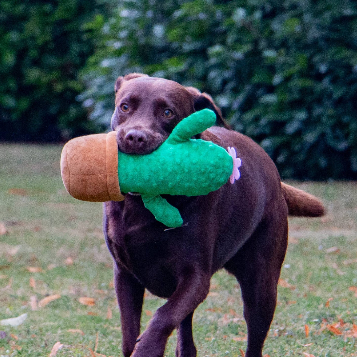 Cuddle Cactus Dog Toy
