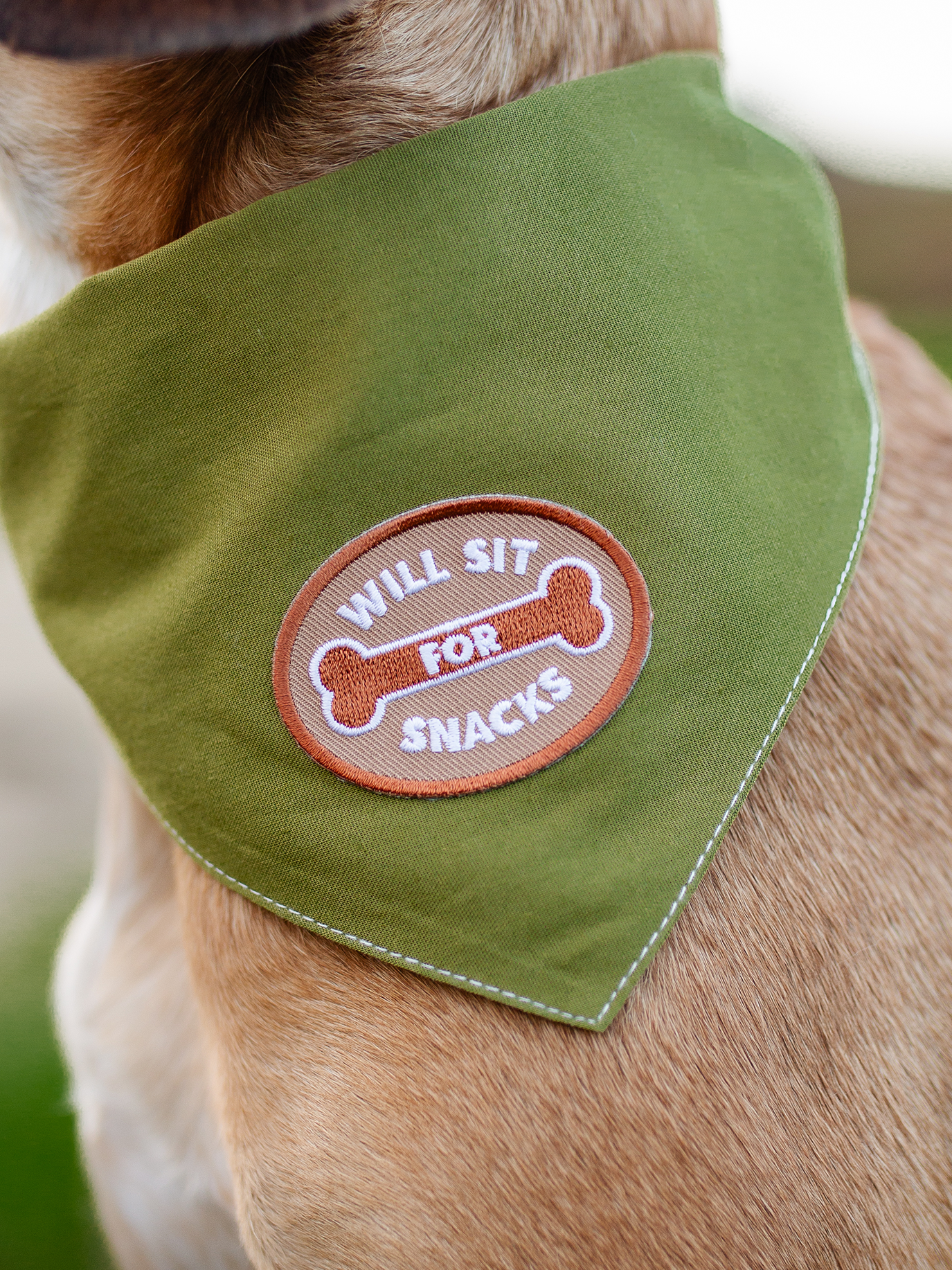 Will Sit For Snacks iron-on patch for dogs